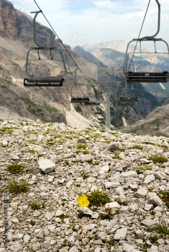 Chairlift and yellow flower