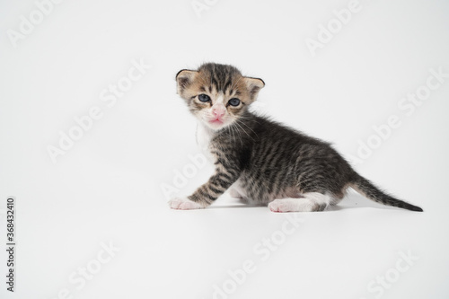 Tabby Cat kitten posing on white background tiger marble stripe