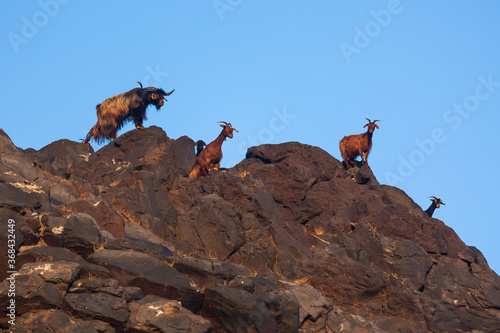 Brown goats in wild pasture on the rocks © EriksZ