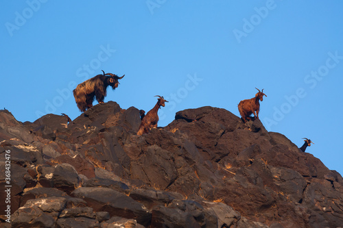 Brown goats in wild pasture on the rocks