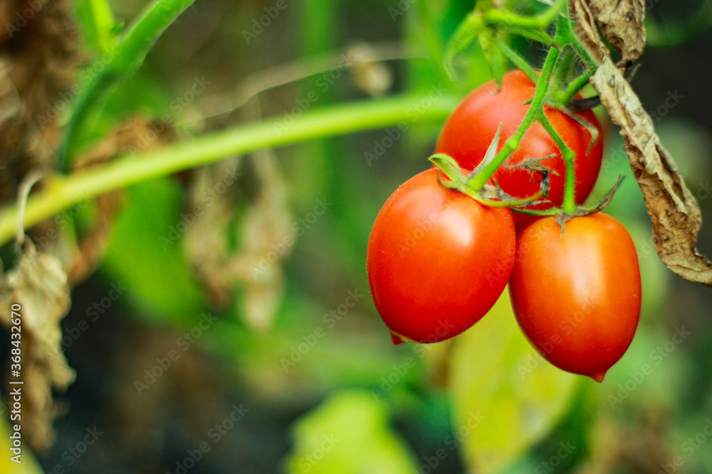 fresh Red tomato on tree , Indian agriculture field