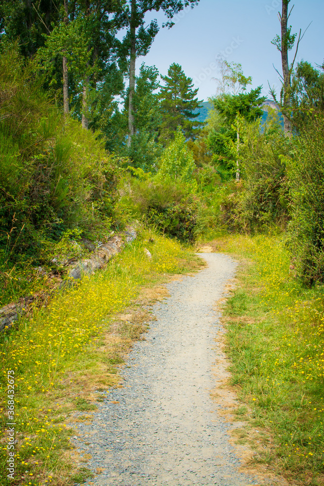 Obraz premium A narrow foot path through the forest clearing