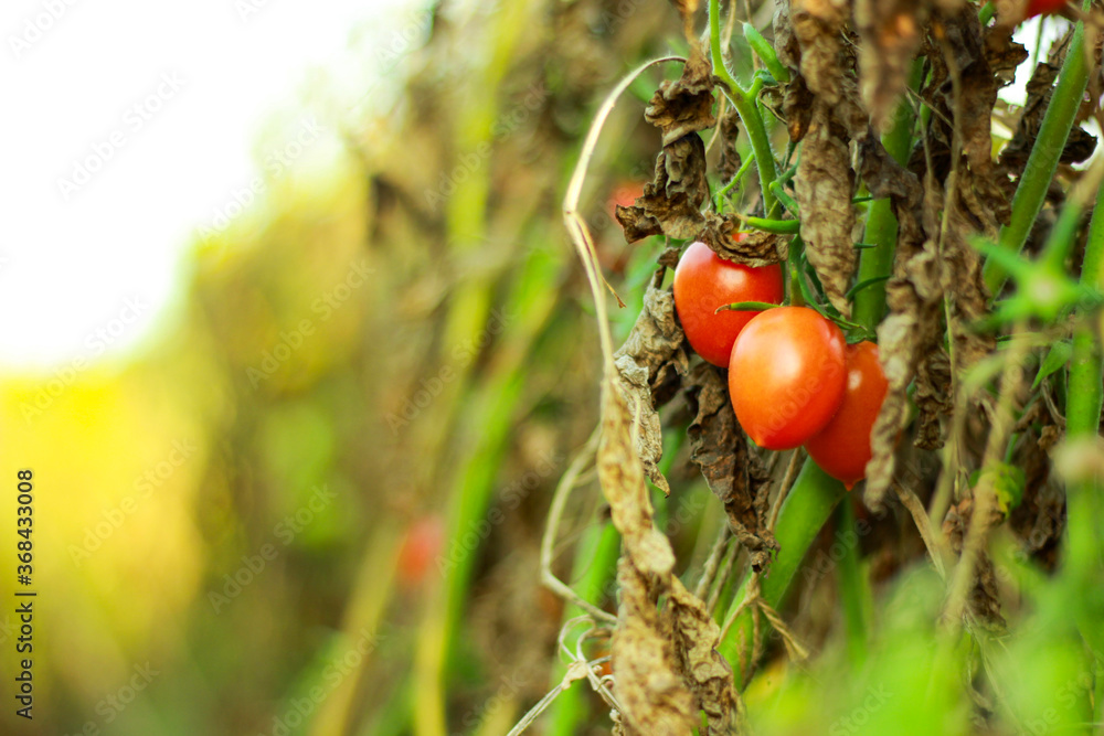 fresh Red tomato on tree , Indian agriculture field fresh Red tomato on tree , Indian agriculture field