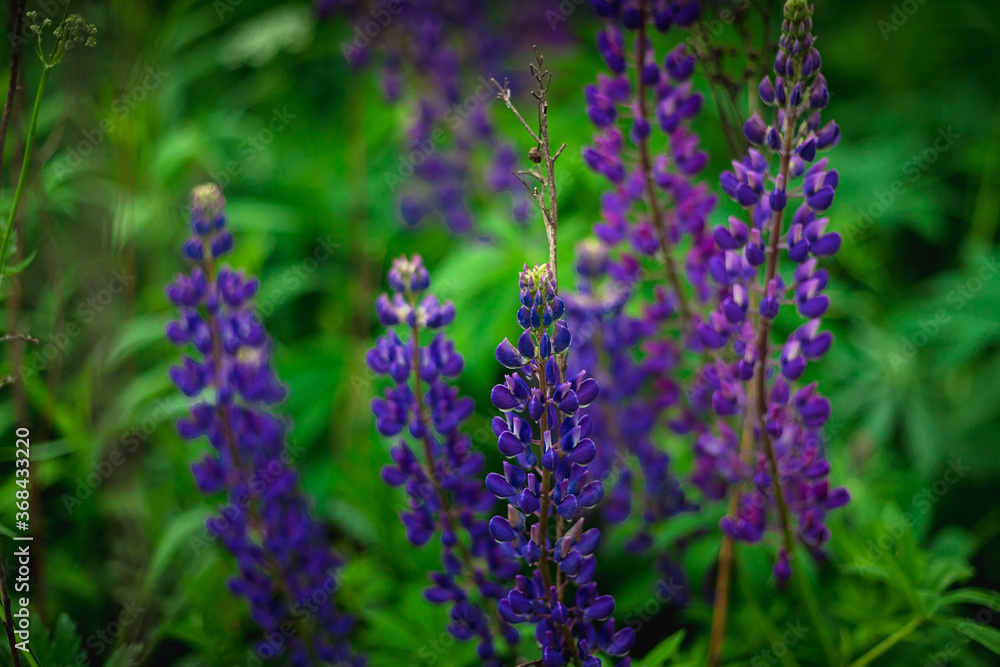Blooming macro lupine flower. Lupinus, lupin field with purple and blue flower. Bunch of lupines summer flower background. A field of lupines. Violet spring and summer flower. Blooming macro lupine flower. Lupinus, lupin field with purple and blue flower. Bunch of lupines summer flower background. A field of lupines. Violet spring and summer flower.