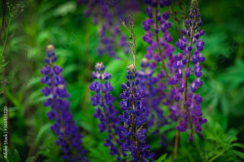 Blooming macro lupine flower. Lupinus  lupin field with purple and blue flower. Bunch of lupines summer flower background. A field of lupines. Violet spring and summer flower.