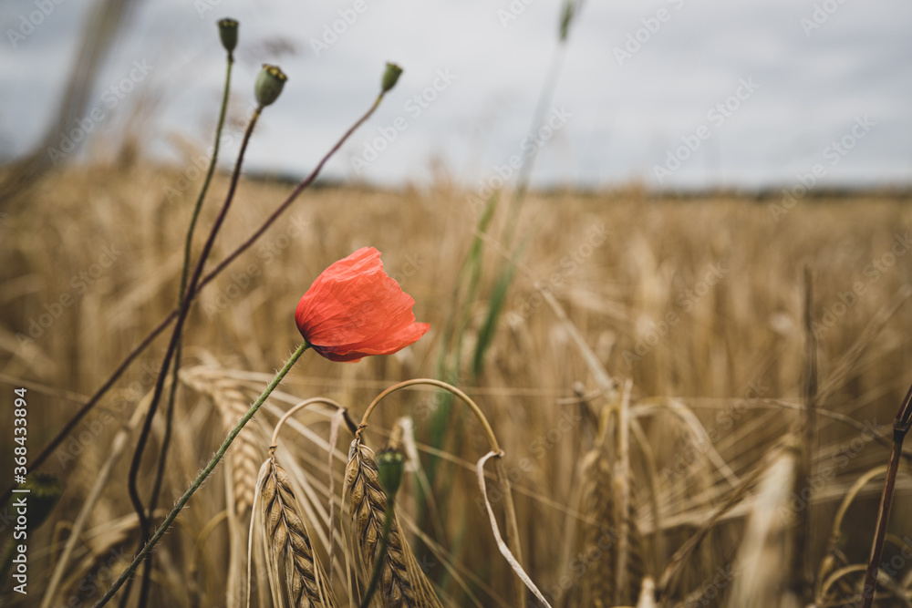 Fototapeta premium Mohblume w tej dziedzinie