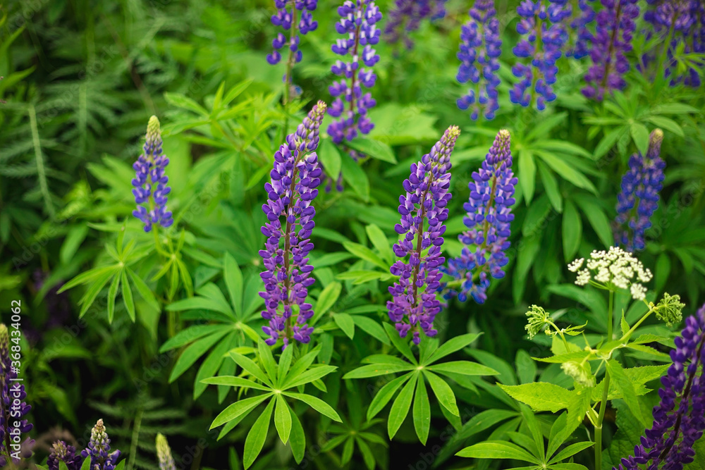 Blooming macro lupine flower. Lupinus, lupin field with purple and blue flower. Bunch of lupines summer flower background. A field of lupines. Violet spring and summer flower. Blooming macro lupine flower. Lupinus, lupin field with purple and blue flower. Bunch of lupines summer flower background. A field of lupines. Violet spring and summer flower.