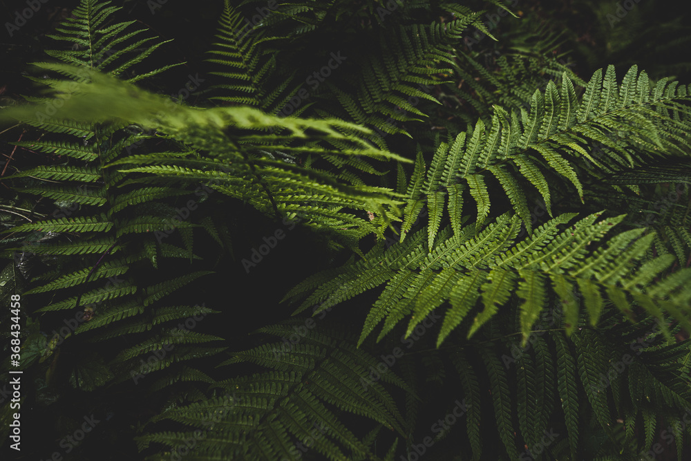 Farnblätter im Wald Farnblätter im Wald