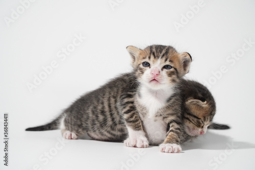 Tabby Cat kitten posing on white background tiger marble stripe