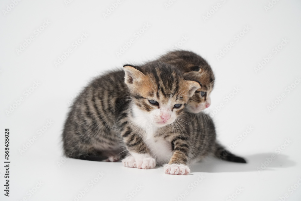 Fototapeta premium Tabby Cat kitten posing on white background tiger marble stripe