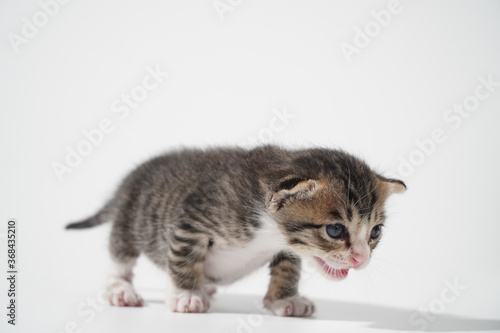 Tabby Cat kitten posing on white background tiger marble stripe