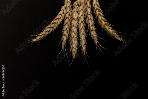 Spikelets of golden wheat, isolated on black background