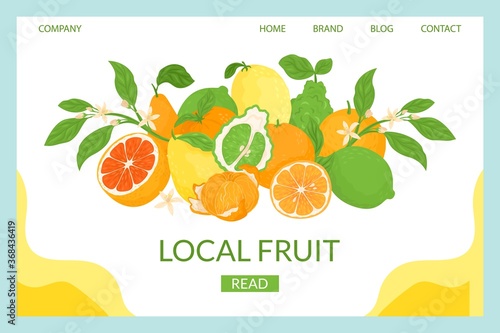 Citrus local landing vector illustration. Close-up composition fresh tropical fruits. Ripe juicy grapefruit, sweet orange, sour lemon natural antioxidant. Vitamin C to improve health.