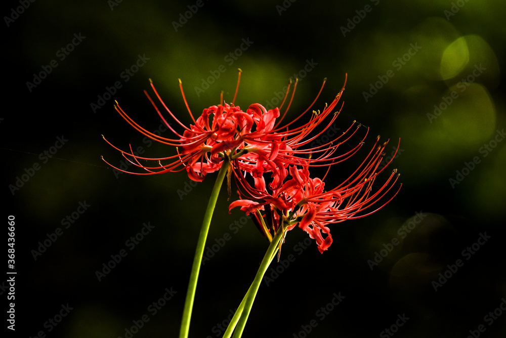 Beautiful red spider lily blossom flower, Cluster amaryllis. Beautiful red spider lily blossom flower, Cluster amaryllis.