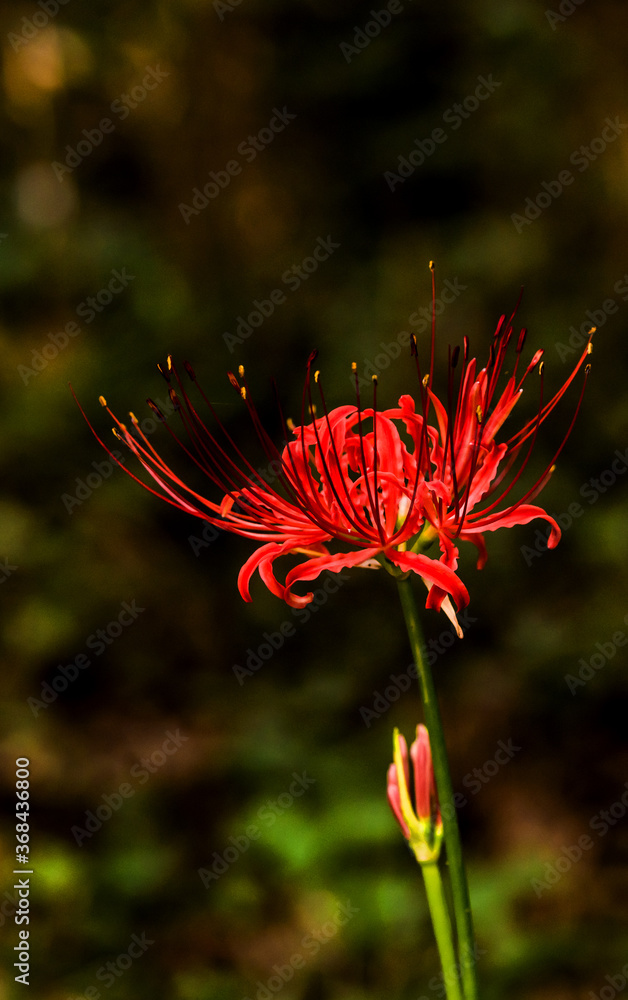 Beautiful red spider lily blossom flower, Cluster amaryllis. Beautiful red spider lily blossom flower, Cluster amaryllis.