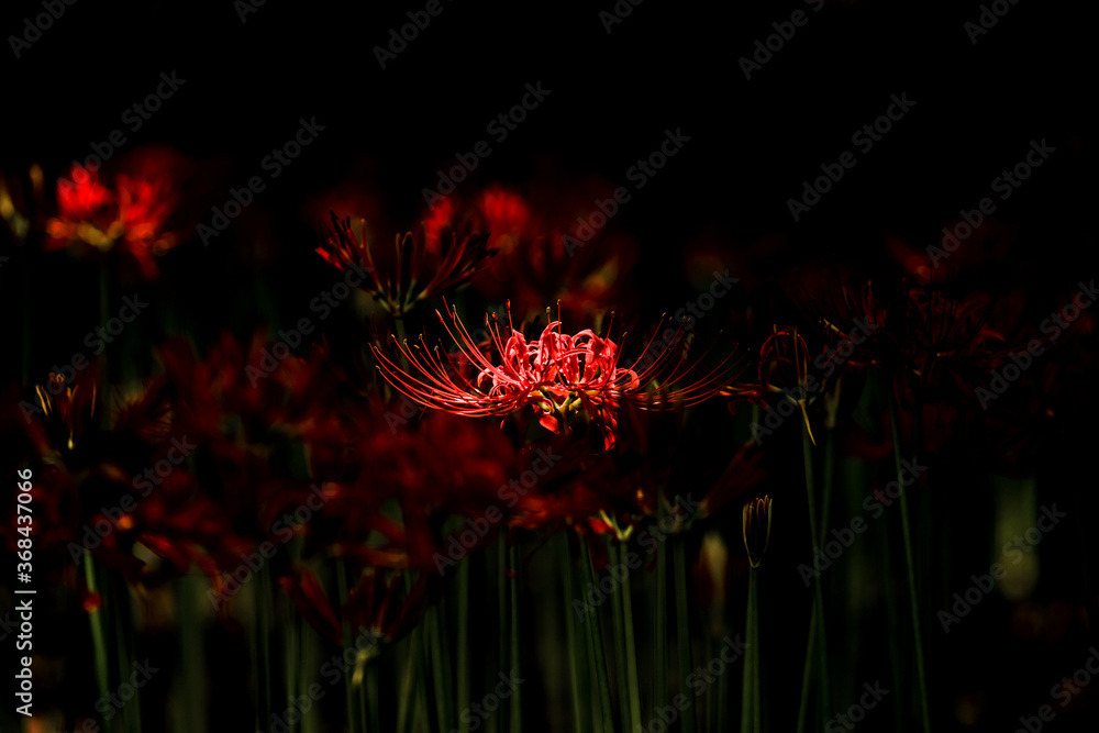 Beautiful red spider lily blossom flower, Cluster amaryllis.