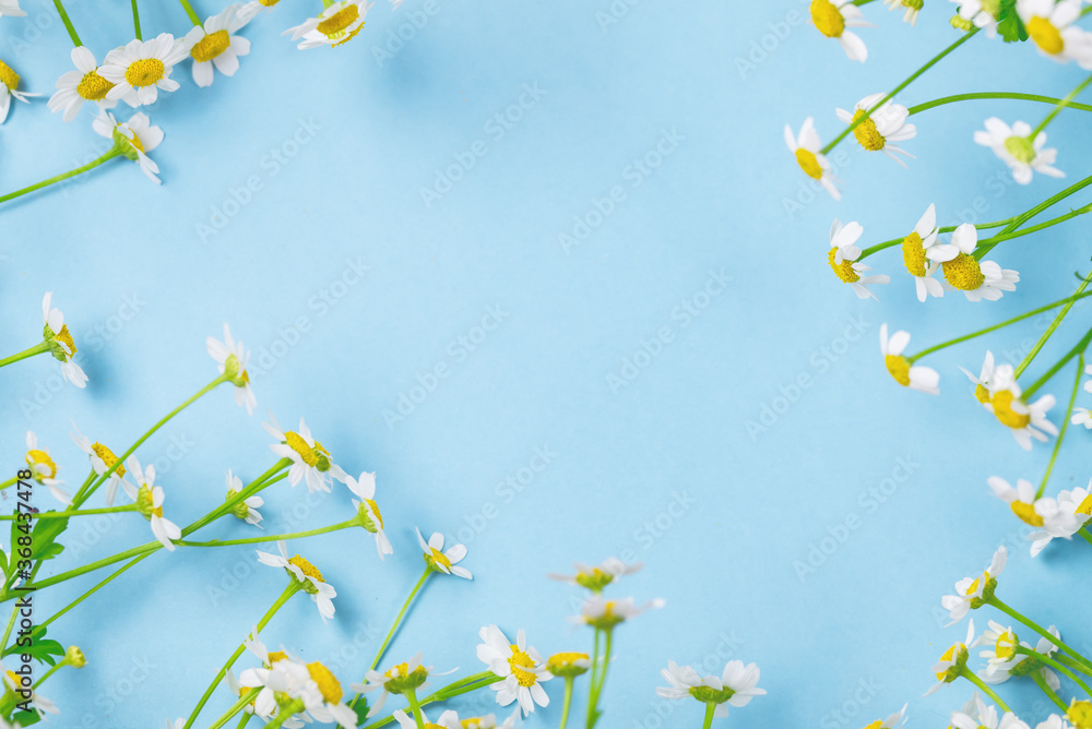 Beautiful Camomile Flowers on Blue Background Top View Summer Flower Background Copy Space Beautiful Camomile Flowers on Blue Background Top View Summer Flower Background Copy Space