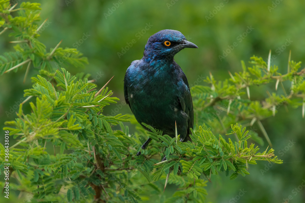 A Cape Glossy Starling sitting in a lush green Acacia bush, South Africa 