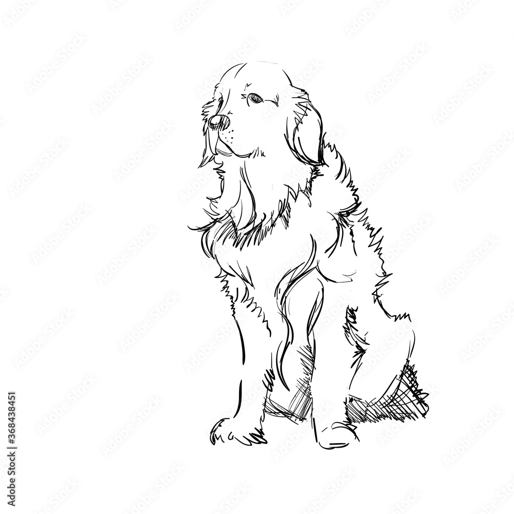 Fototapeta premium The Portrait of a Cute Shaggy Dog on White Background. Vector Illustration of a Beautiful Sketched Labrador-Retriever. Freehand Monochrome Drawing. Linear Sketch. Realistic Style. Animal Art for Kids