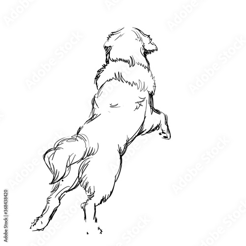 A Cute Shaggy Dog on  White Background. Vector Illustration of a Beautiful Sketched Labrador-Retriever. Freehand Monochrome Drawing. Linear Sketch. Realistic Style. Animal Art for Kids