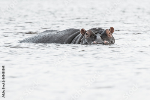 A Hippo in the water with its head out.