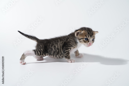 Fototapeta Naklejka Na Ścianę i Meble -  Tabby Cat kitten posing on white background tiger marble stripe