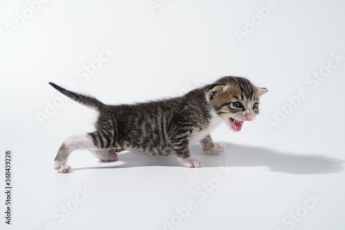 Tabby Cat kitten posing on white background tiger marble stripe © Thanunchakorn