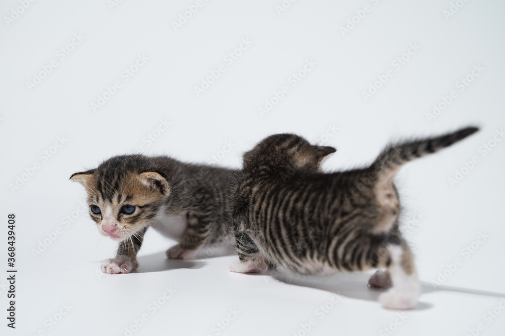 Fototapeta premium Tabby Cat kitten posing on white background tiger marble stripe