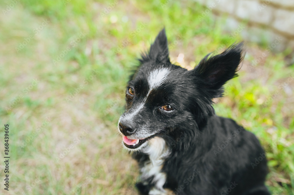 A beautiful black-and-white purebred dog, a mongrel with long hair, lies on the grass and rests in the summer outdoors, sticking out his tongue. A beautiful black-and-white purebred dog, a mongrel with long hair, lies on the grass and rests in the summer outdoors, sticking out his tongue.