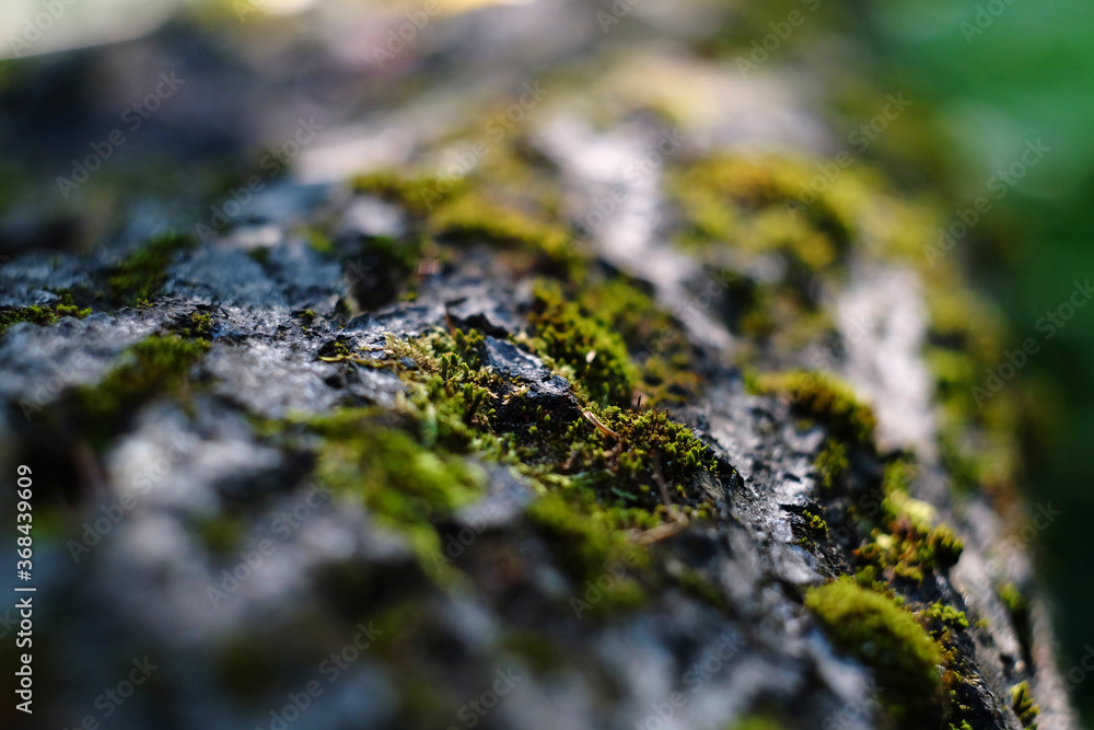 background bokeh abstract bokeh background bokeh effect bokeh green forest nature outdoor plant selective focussun tree wood wood background wood texturegreen moss moss texture natural
background bokeh abstract bokeh background bokeh effect bokeh green forest nature outdoor plant selective focussun tree wood wood background wood texturegreen moss moss texture natural