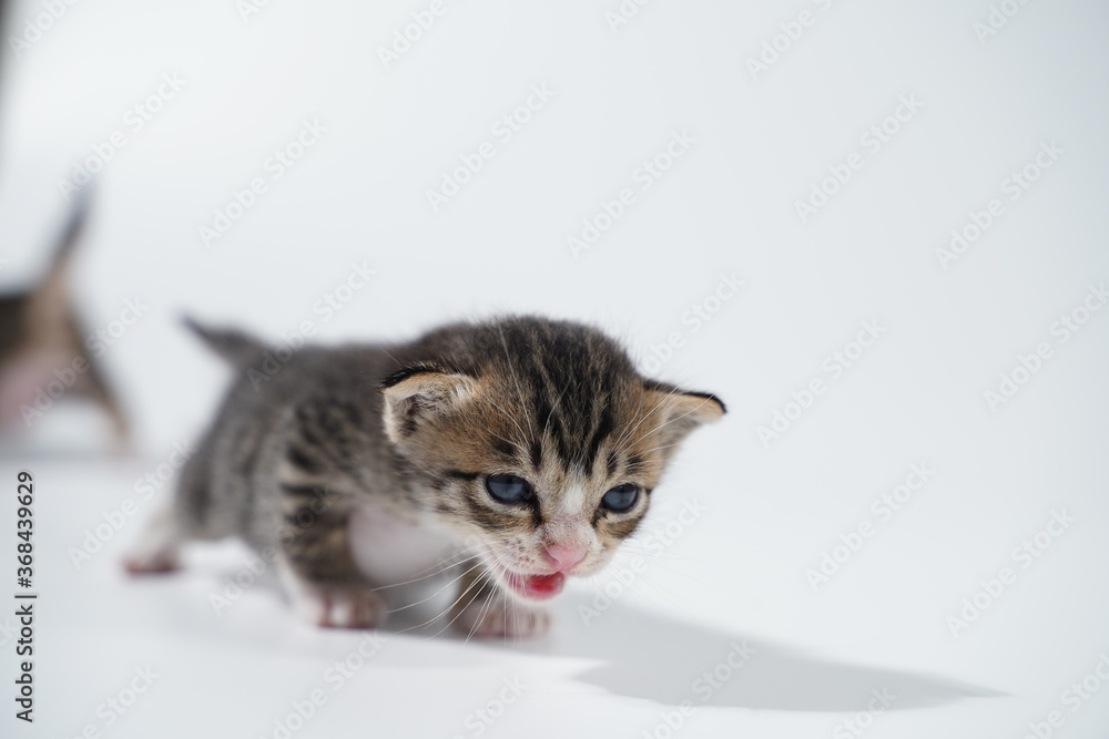 Tabby Cat kitten posing on white background tiger marble stripe Tabby Cat kitten posing on white background tiger marble stripe