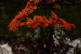 Majestic colorful tree,red and orange autumn leaves.