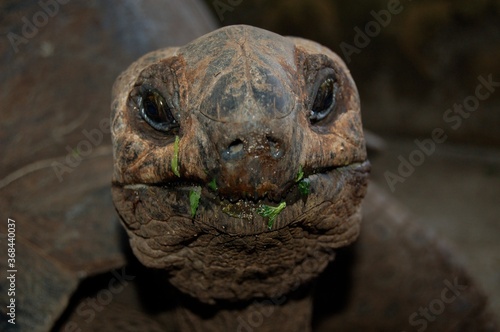 A giant tortoise on Tanzania's Changu Island © Spirit of a Jewel