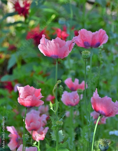 pink flowers in the garden © Snežana