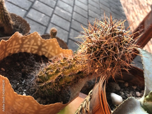 cactus in a pot