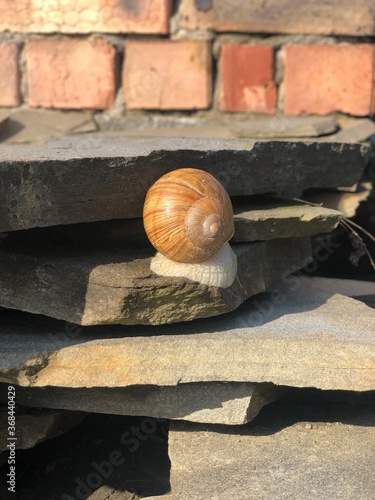 snail on a stone