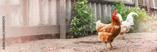 Obraz na plátne brown hen and white rooster wander on village yard ground