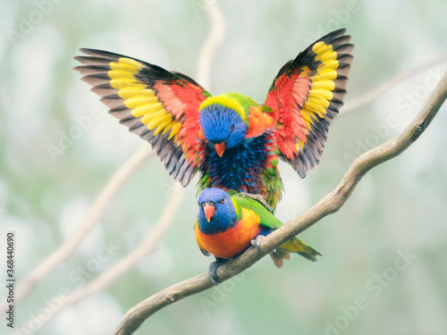 Wild rainbow lorikeets (Trichoglossus moluccanus) mating on a branch with wings outstretched
