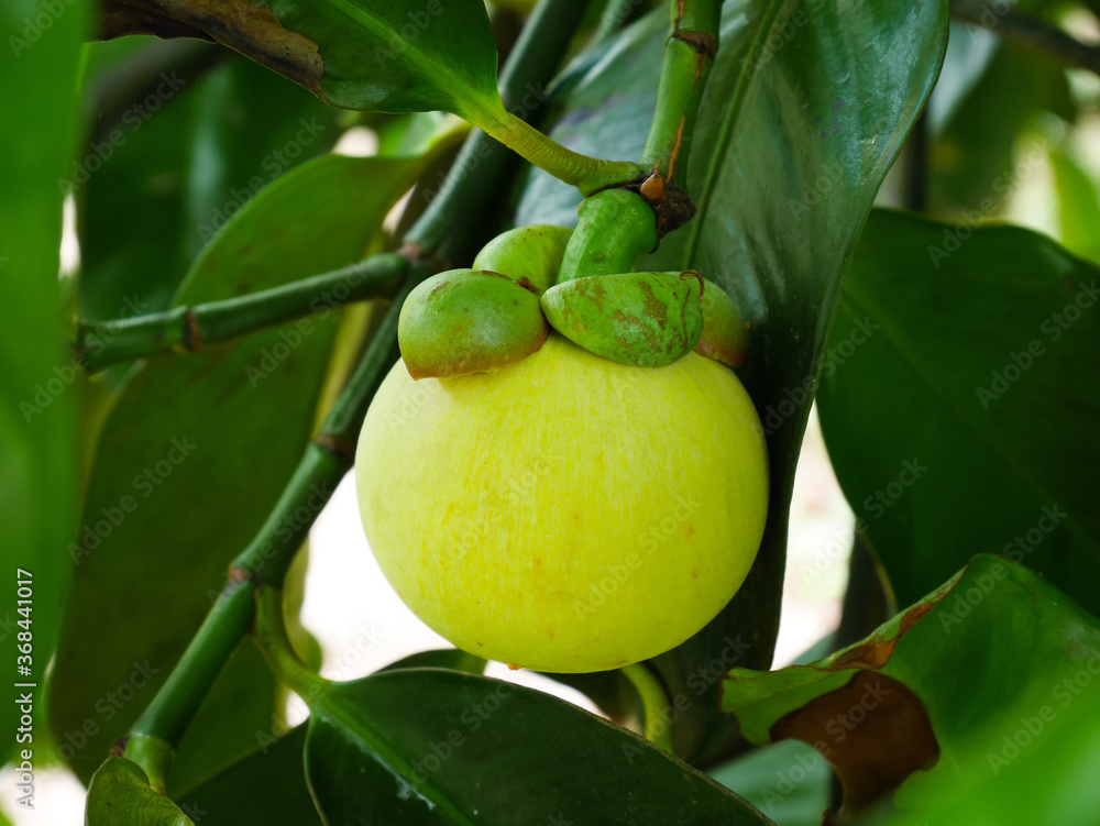 Young green mangosteen