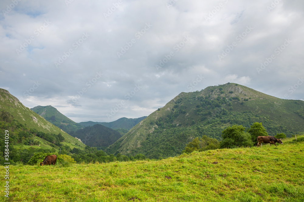 Obraz premium farm cows