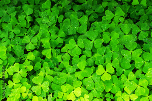 bright green clover background, vibrant botanical texture