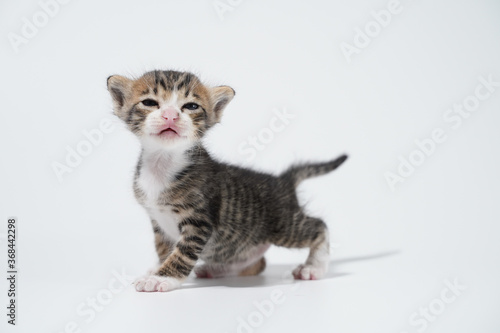 Tabby Cat kitten posing on white background tiger marble stripe