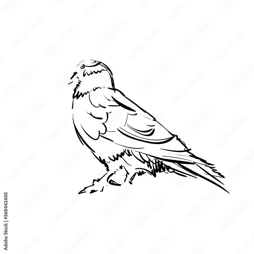 Vector Illustration of a Seagull. Sketched Little Waterfowl. Monochrome Freehand Drawing. Linear Graphic. Stylized black and White Beautiful Bird. Realistic Pen Drawing Imitation. Animal Art. Vector Illustration of a Seagull. Sketched Little Waterfowl. Monochrome Freehand Drawing. Linear Graphic. Stylized black and White Beautiful Bird. Realistic Pen Drawing Imitation. Animal Art.