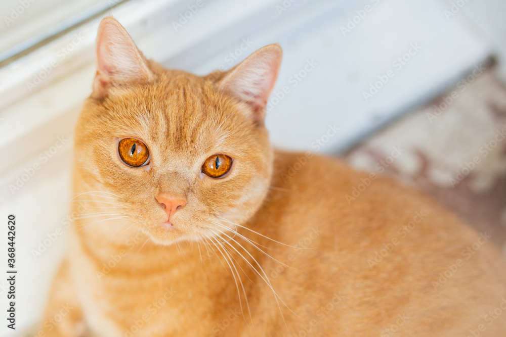  cat red is cute and beautiful sitting near the window