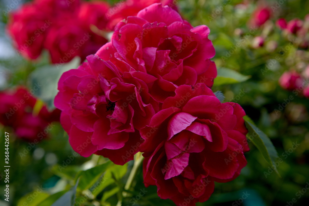 red rose in the garden red rose in the garden