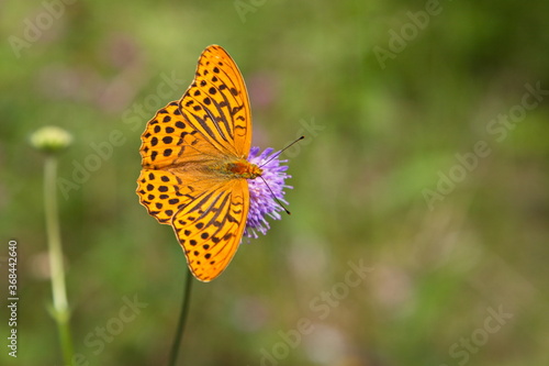 butterfly on a flower in the forest © Евгений Лежнев