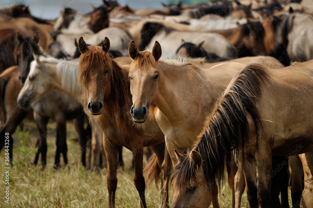 Fototapeta premium herd of horses