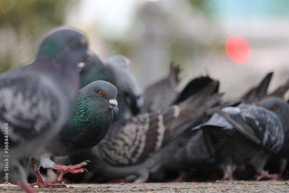 Fototapeta premium Group of city doves or feral pigeons columba livia domestica foraging on ground in front of blurry urban scenery in Berlin