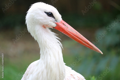 Head of a white stork, ciconia in side view in front of blurry green leaves