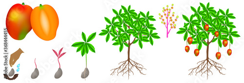 A growth cycle of a mango plant is isolated on a white background.